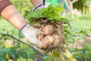 Правильное применение фунгицидов для здорового картофеля