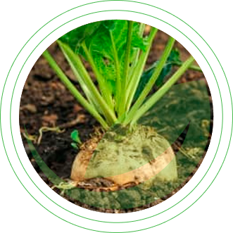 Сахарная свекла