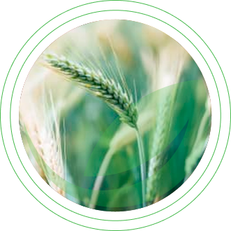 Зерновые культуры