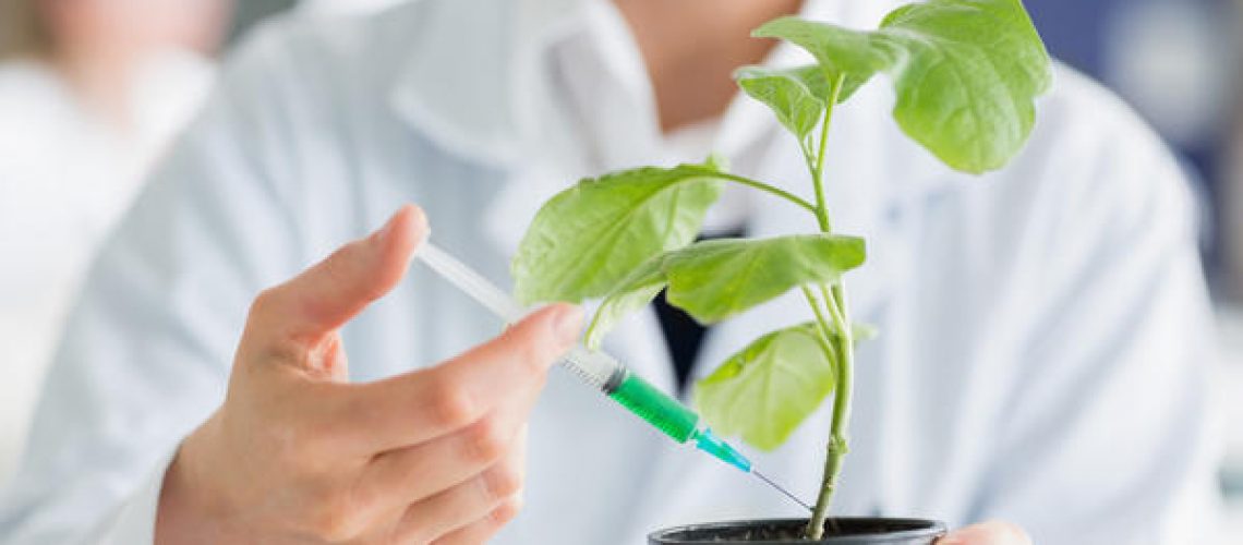 Woman injecting plant stalk with green chemical in the lab
