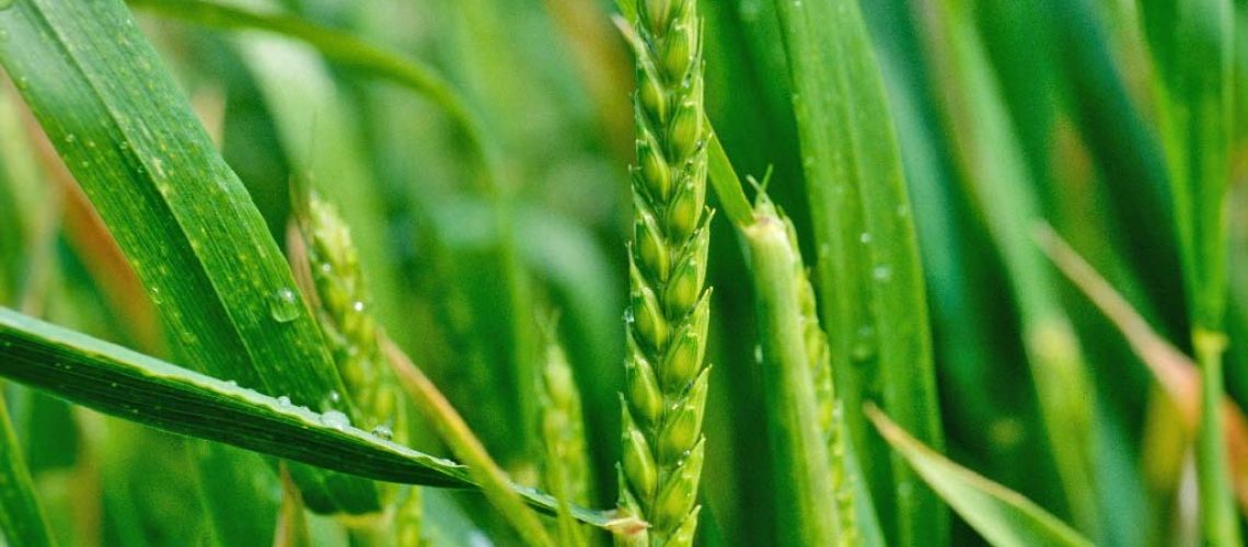 articles.20140616-fungicides-protection-cereals-2nd-half-vegetation-period.00